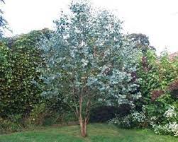 Silver dollar eucalyptus, known botanically as eucalyptus polyanthemos and also commonly as silver dollar gum or red box tree, is an evergreen that grows in temperate and subtropical climates. Eucalyptus Cinerea Australian Garden Design Native Garden Outdoor Plants