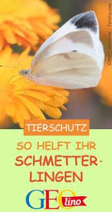 So Konnt Ihr Schmetterlingen Helfen Artenschutz Schmetterling Obstwiese