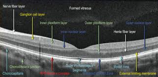 Image result for Retinal Anatomy