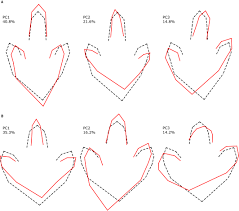 Image result for Tridactyle virginea