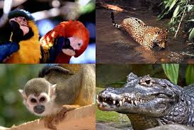 Resultado de imagen para flora y fauna de un rio