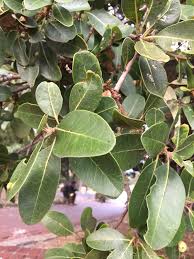 Image result for Sideroxylon inerme