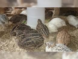 Hier erfahren sie alles rund um die wachteln. Wachtel Wachteln Wachtelhahne Freudenberg Haustier Anzeiger