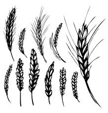 Rye Wheat Vector Art Download Vectors 239764 Wheat Tattoo Farm Tattoo Art