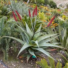 Image result for Aloe excelsa