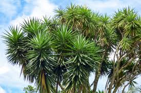 Image result for Yucca gigantea