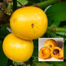 Image result for Garcinia acutifolia