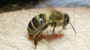Bienen Wespen Und Hornissen Wie Gefahrlich Sind Insektenstiche Wissen Stuttgarter Nachrichten
