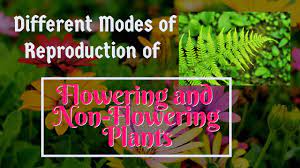 Asexual reproduction occurs either through vegetative reproduction or apomixis. Different Modes Of Reproduction Of Flowering Non Flowering Plants Youtube