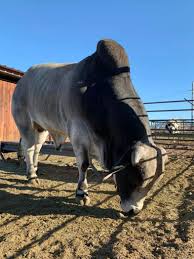 The brahman has a high tolerance of heat, sunlight and humidity, and good. American Brahman New Mexico Farm Ranch Heritage Museum