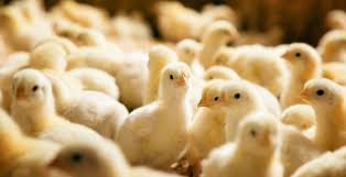 أفضل أنواع الكتكوت الأبيض وبعض النصائح لتربية الكتاكيت صناع المال