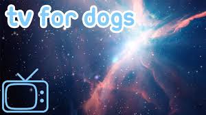 Videos For Bored Dogs To Watch Entertain Your Bored Dog Or Puppy Youtube Bored Dog Cute Puppy Videos Puppies