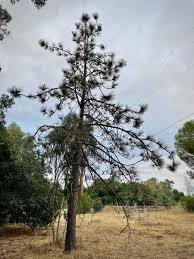 Image result for Pinus