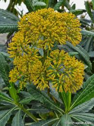 Image result for Solanecio mannii