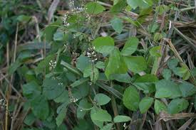 Image result for Neonotonia wightii