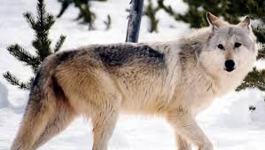 Find the perfect wolf picture from over 2,000 of the best wolf images. Proposal To Stop Protecting Gray Wolf Stirs Controversy
