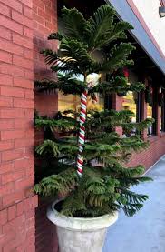 Norfolk pines are generally planted as multiples of 3 plants per pot which makes for a fuller and wider plant, but a single straight plant with symmetrical growth is very attractive. Araucaria Plant How To Care For Norfolk Island Pine