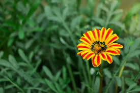 Image result for Gazania krebsiana