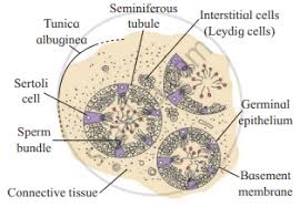 Histology of testes & epididymis. Answer The Following Question Explain The Histological Structure Of Testis Biology Shaalaa Com