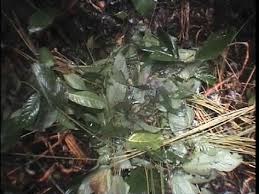 Image result for Sarcophrynium schweinfurthianum