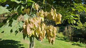 Image result for Firmiana