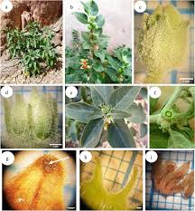 Image result for Withania somnifera