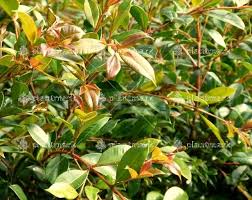 Utilizing the backyard is great because you can save money and also relax in the comfort of your own home. Syzygium Backyard Bliss Wholesale Plants Wholesale Nursery Trees To Plant