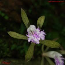 Image result for Nervilia crociformis