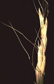 Image result for Sehima