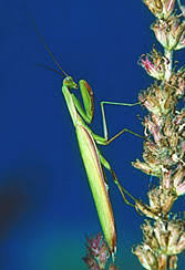 Every winter, i collect praying mantis egg cases from my folks' property and scatter them. Praying Mantis Facts Diet Habitat Information
