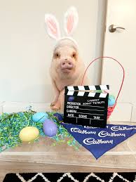 When people blindly follow his wise advice. Cadbury Launches Bunny Tryouts Your Pet Could Be A Tv Star Pennlive Com