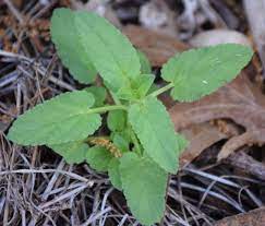 What plants are edible in florida. Is It A Weed An Edible Or Both Entertainment Life The Florida Times Union Jacksonville Fl
