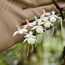 Image result for Aerangis stelligera