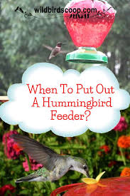 Hummingbird Feeder When Should It Go Out And How Early Humming Bird Feeders Homemade Hummingbird Feeder Feed Hummingbirds