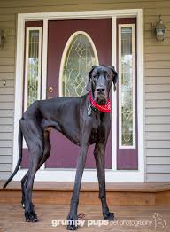 Zeus World S Tallest Dog Dogs Unleashed Great Dane Photography Great Dane Dogs Tallest Dog Great Dane