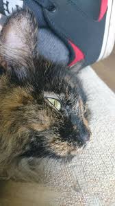 Long Haired Tortoiseshell Cat Siberian Cats Calico Cat Cats And Kittens