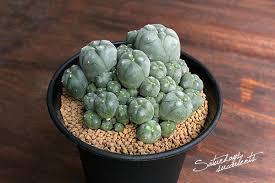 Image result for Loxodera caespitosa