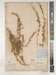 Image result for Asparagus botswanicus