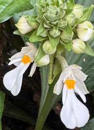 Image result for Calanthe