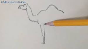 Learn how to draw camels while helping to showcase and support social enterprises in west africa. How To Draw A Camel