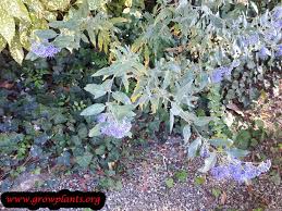 Image result for Heliotropium lineare