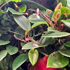 Image result for Begonia elaeagnifolia