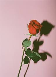 Want to discover art related to gamerpic? Rose Gamerpic Download Black Roses Wallpaper Hd By Savanna Wallpaper Hd Com Rose Gamerpic Led Rose Gamerpic Page 1 Line