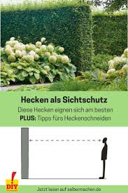 Hecken Als Sichtschutz So Geht 39 S Alles Was Sie Uber Auswahl Pflege Und H Serge Mmmmmmm Hedging Plants Hedges Evergreen Hedge