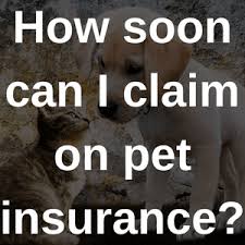 There's many reasons why you might decide to switch pet insurance policies. Pet Insurance With Immediate Cover Bought By Many