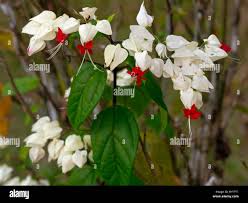 Image result for Clerodendrum capitatum
