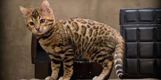 I sa dat numele burmilla. Topul Celor Mai Scumpe Rase De Pisici Din Lume IntreabÄƒ Veterinarul