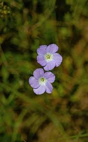 Image result for Linaceae