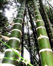 Image result for Bambusa balcooa