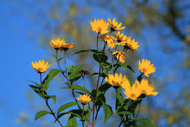 The flowers are usually yellow or pink in color and can stay in bloom for quite some time. Free Yellow Flowers Blue Sky Stock Photo Freeimages Com